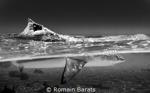 blacktip splitted by Romain Barats 